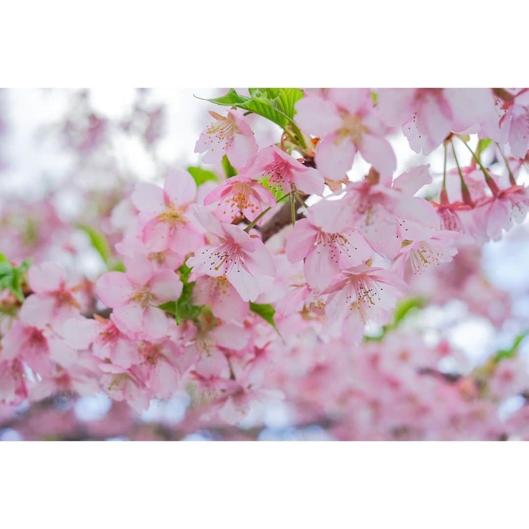 Ai.tさんのインスタグラム写真 - (Ai.tInstagram)「. 今日はとっても暖かかったですね❤️ . 早咲きの桜はもう葉桜に…🌸 . 前回の　@urbancherry_ の新作を渚とみて渚が即決したらワンピース👗 . いつも人気なのすぐにみても完売してたりするからLINEで通知オンにしてる私🙋‍♀️ 今日も新作の通知きたね👗❤️ . . そして、最近コロナウイルスの影響でいろいろ自粛ムードですね😭 なるべくいろいろ対策して毎日たのしく過ごしたいものです😭 . . 3.11から9年。 当時は私学生でガソリンスタンドでアルバイト中でした。 乾燥機が棚から落ちてきたと思ったらガソリンの安全装置が作動しストップ。 そこからガソリン不足にもなり長蛇の列。 毎日最後尾までマラソンかな？ってくらい走ったなぁ。 なかには怒鳴ってくる人もいたけども、ほとんどの人が暖かったなぁ。 あっという間に感じても被災地の方はまだ影響ある方もいると思います。 Yahooで検索するだけで募金できたりもするので、こんな時だからこそみんなで力を合わせて頑張りましょう😊 . . 2020.03.11」3月11日 21時38分 - ngs.rky.kuy