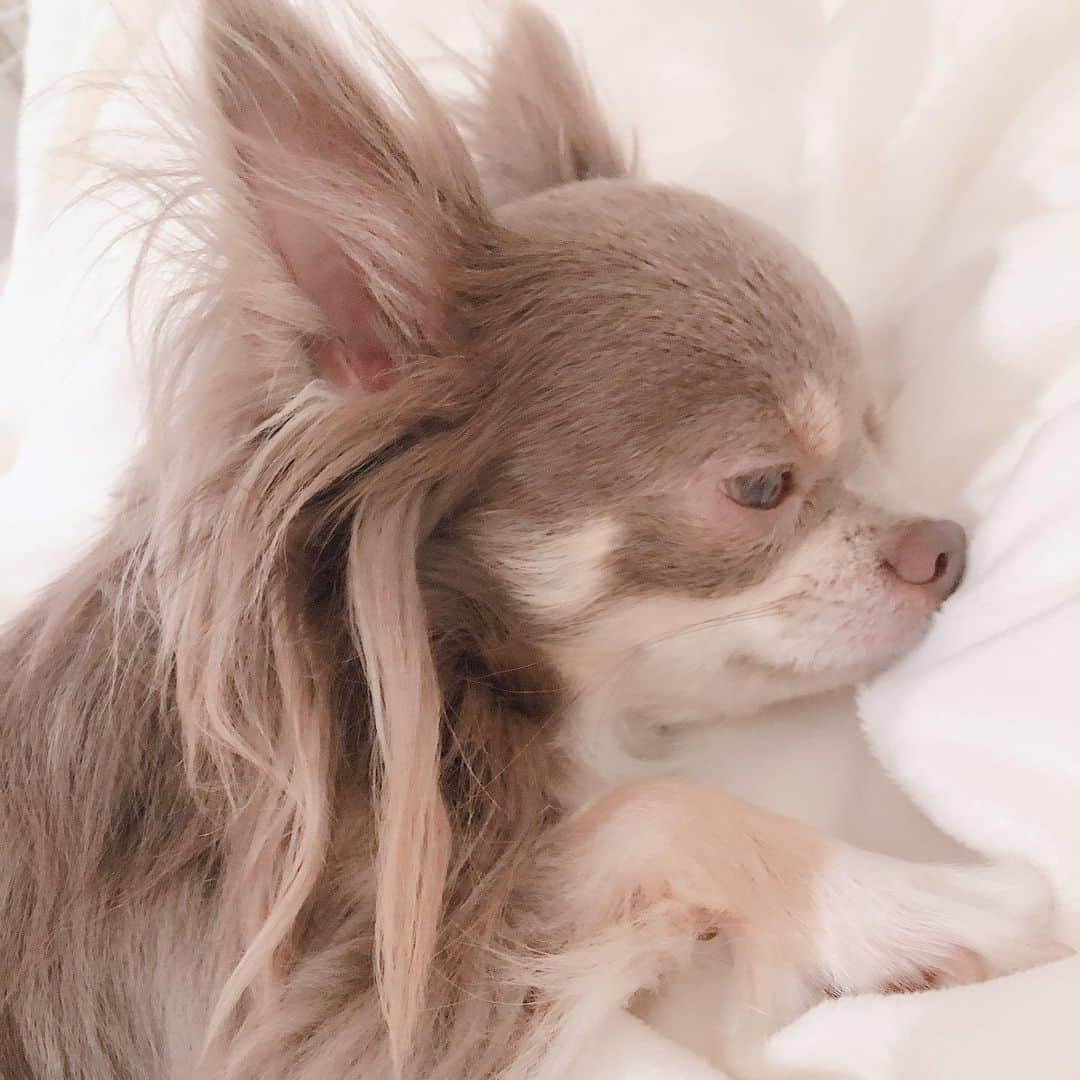 南城ひかりさんのインスタグラム写真 - (南城ひかりInstagram)「最近のらぶ🐶 ・ ・ うとうと…😴 すっかりお姉さんに成長して、 わたしには麗しいお姿に見えます✨ ・ そして、 寝てる時は、 どこに行ってるのかな？ 夢の中で、 元いた星に帰ってるかな？ 夢の中でも、 楽しく遊んでるかな？ ・ ・ 人間もあと３０年ちょっとで、 さらにさらに、 自由な意識になれるみたい。 ・ 室蘭にいる心友と、 そんな未来の話しをしてたら、 またまた心から満たされた。 ・ わたし達も寝てる時だって、　 自分の人生が 素晴らしく上手くいくように、　 すべてがサポートして 導いてくれてる。 ・ 本当に安心してていい♡ 信頼しよう！！ ・ そして、 どんな人生を生きたいのか？ 心からの願いを意識して、 沢山望んで、 その世界を見ていよう✨✨ ・ 明確に見えてきた望む世界は、 必ず、目の前に現れる！！！ ・ 大丈夫🙆‍♀️ ・ わたし達は最高の人生を、 喜びの中で生きれる♡ ・ それを心底信じて、 自分は大丈夫だと、 決意しよう🙋‍♀️💞✨✨ #ありがとう　#豊か　#幸せ #幸せに生きる　#腹を決める #決めた世界は現れる #夢は100%叶うのです💫」3月11日 16時16分 - hikariminashiro