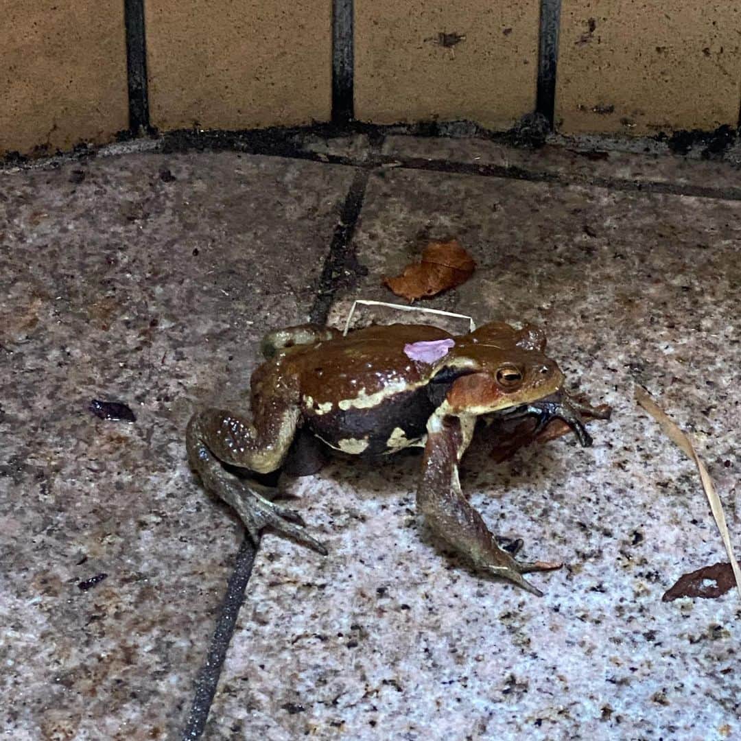 水内猛さんのインスタグラム写真 - (水内猛Instagram)「玄関先にカエルが居るんですけど😱どこから来たんだろう？家の周りに居そうな場所ないのに😆」3月11日 16時35分 - takeshimizuuchi