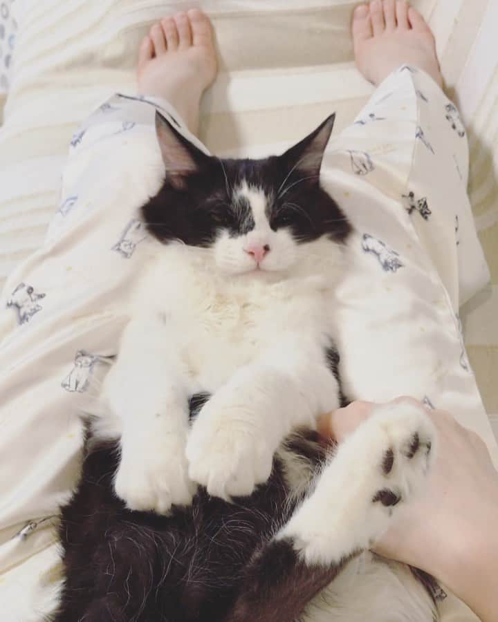 もじゃころのインスタグラム：「坂東がネコチャン😼じゃないことは確認済みですが、ここにきてライオン🦁の可能性も出てきたので念のためワンちゃん🐶なのかライオン🦁なのか確認してみました😂  #坂東玉隠しシャシャ丸  #ボーダーコリ男  #あいちゃんの膝の上  #水曜日の悪夢」