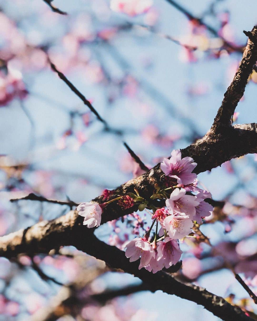 小松あやさんのインスタグラム写真 - (小松あやInstagram)「. 🌸*･゜ﾟ･*:.*:.｡. .｡.:*･゜ﾟ･* この時期になると、 森山直太朗の『さくら』聴いては、 しくしく泣いちゃう。 日本の歴史を振り返る。 ・ ・ 今日の東京は18 ℃🌱✨ ・ Spring has come here🌸 ・ #sakura🌸 #さくら #春が来た #日本の風景 #日本の春 #日本の景色 #桜の木　#cherryblossoms #japanesesakura」3月11日 17時07分 - i_am_ayakomatsu