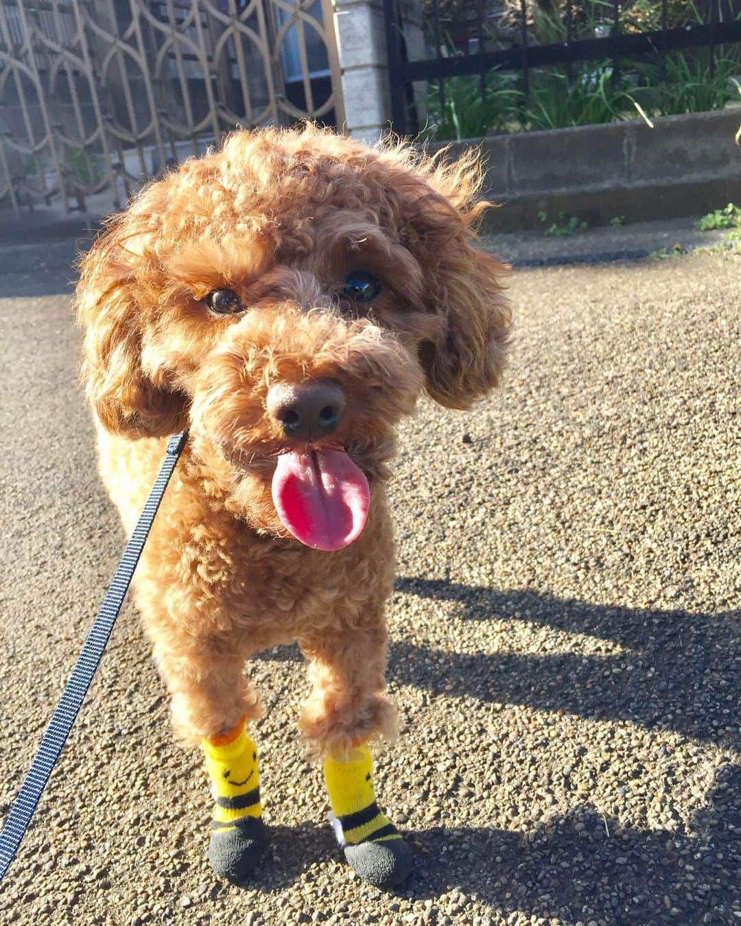 知念芽衣さんのインスタグラム写真 - (知念芽衣Instagram)「おさんぽ日和🌞  #愛犬と散歩  #トイプードル  #トイプードルレッド  #トイプードル女の子 #わんすたぐらむ  #dogstagram_japan」3月11日 17時07分 - meichinen