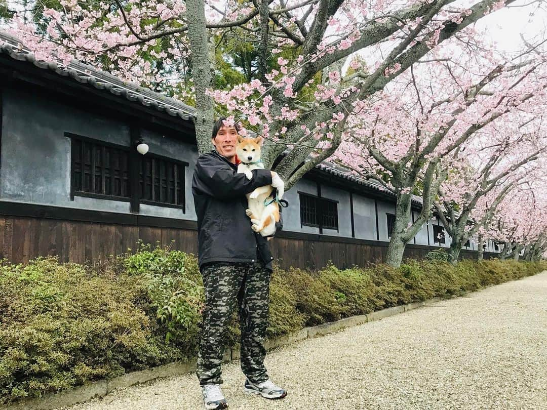 篠原信一さんのインスタグラム写真 - (篠原信一Instagram)「お花見散歩🌸🚶‍♂️🐕🐶 小鉄〜さくら🌸がよく見える様に抱っこしたろ！ ニコが私も抱っこして〜🐶 #柴犬 #しばいぬ #ゴールデンレトリバー #小鉄とニコの大冒険  #shibainu #goldenretriever #いぬすたぐらむ #いぬのいる暮らし #犬との暮らし」3月11日 17時24分 - kotetu__niko