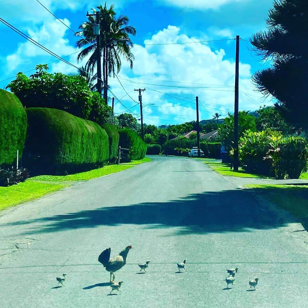 マキ・コニクソンさんのインスタグラム写真 - (マキ・コニクソンInstagram)「大自然に囲まれたカウアイ島のおすそ分け🤙🏼 #今日はお天気が良かった！😎 #I❤️kauai」3月11日 17時25分 - makikonikson
