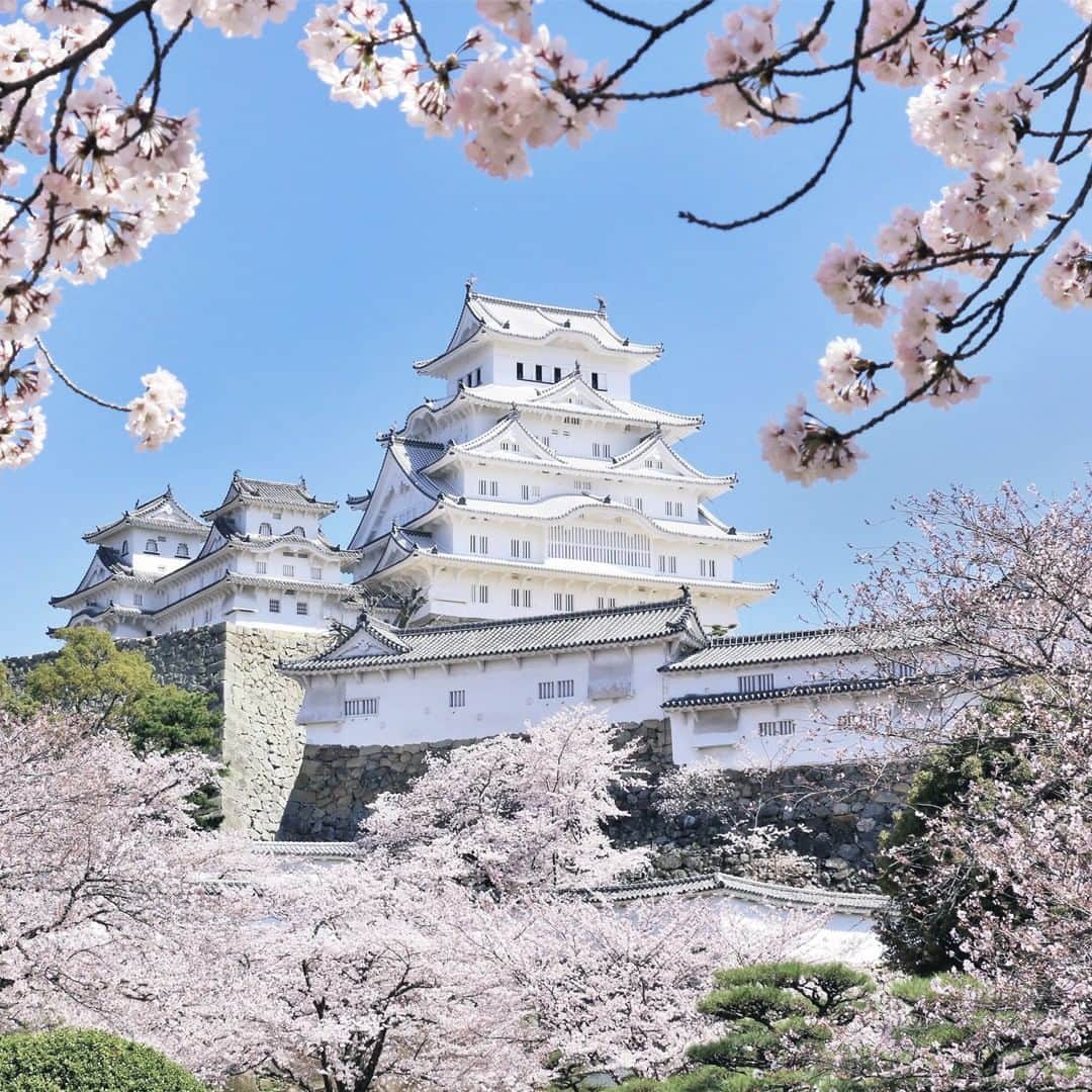JALさんのインスタグラム写真 - (JALInstagram)「. 1,000 blossoming cherry trees surround Himeji Castle in spring☀ #ChargeUpMarch  #姫路城 を囲む約1,000本の桜🏯🌸 この時期だけの景色を楽しもう✨ . . Post your memories with #FlyJAL  #JapanAirlines  #japan #hyogo #himejicastle #springtime」3月11日 17時30分 - japanairlines_jal