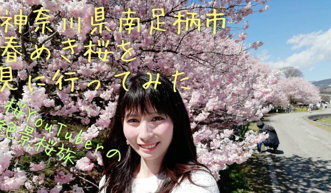 千種ゆり子さんのインスタグラム写真 - (千種ゆり子Instagram)「今日撮った動画をYouTubeに即日アップしました。 . 神奈川県南足柄市の春めき桜！とーーーっってもきれいでした☺️ . 歩くドローンとも呼ばれるOZMO Mobile3で撮った、行った気になれるお散歩動画です🌸 . YouTubeは千種ゆり子で検索→チャンネル登録お願いします💓 . #春めき桜 #桜 #さくら #サクラ #神奈川県南足柄市 #南足柄市 #桜YouTuber #気象予報士 #気象キャスター #千種ゆり子」3月11日 17時54分 - chikusa_yuriko