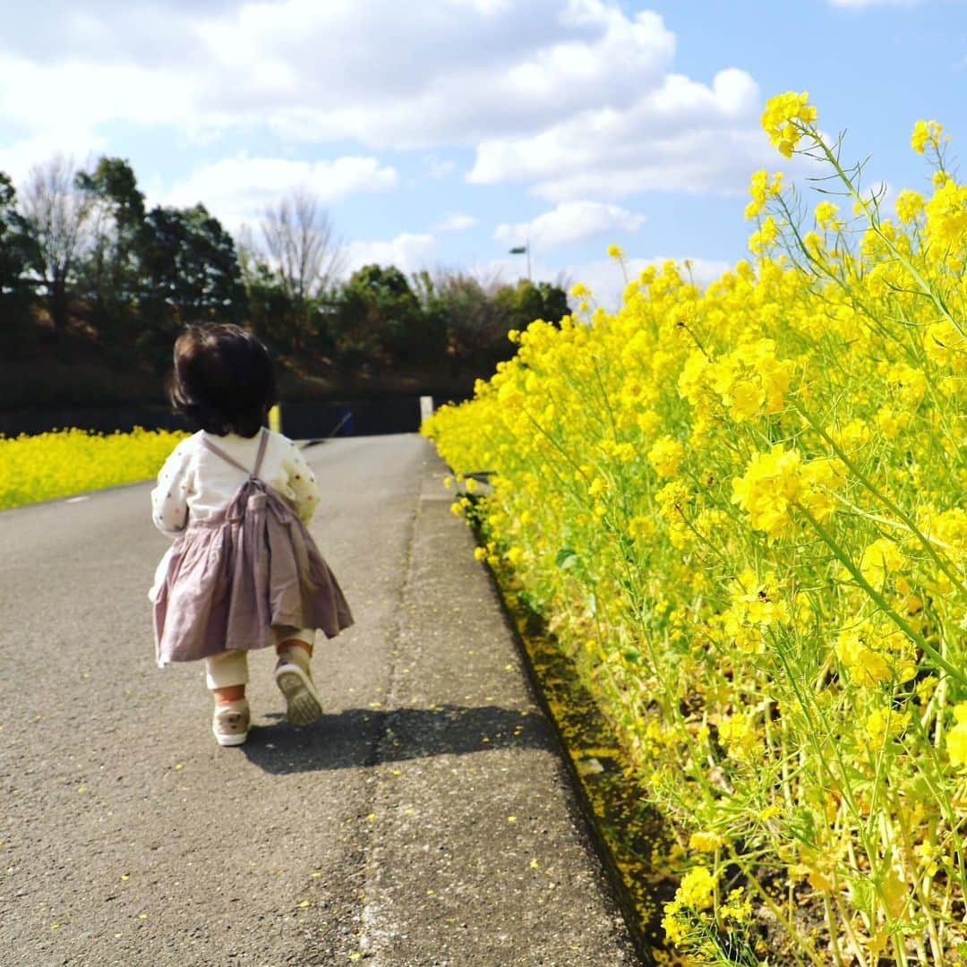 櫻本茉朋さんのインスタグラム写真 - (櫻本茉朋Instagram)「東温市の見奈良にある菜の花畑に行ってきました🌼  お天気も良くて、青空に黄色い菜の花がよく映えていました📷  娘は「おはな！おはな！」と興奮していました😂笑  #東温市  #見奈良菜の花  #菜の花畑 #春だねぇ #愛媛 #カメラ好きな人と繋がりたい  #カメラ初心者 #カメラ女子 #1歳児  #じっとしない #カメラ目線ください  #育児奮闘中  #１児の母」3月11日 18時08分 - mahou_sakuramoto