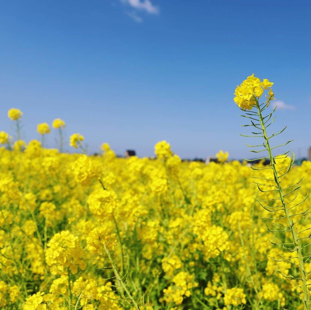 櫻本茉朋のインスタグラム：「東温市の見奈良にある菜の花畑に行ってきました🌼  お天気も良くて、青空に黄色い菜の花がよく映えていました📷  娘は「おはな！おはな！」と興奮していました😂笑  #東温市  #見奈良菜の花  #菜の花畑 #春だねぇ #愛媛 #カメラ好きな人と繋がりたい  #カメラ初心者 #カメラ女子 #1歳児  #じっとしない #カメラ目線ください  #育児奮闘中  #１児の母」