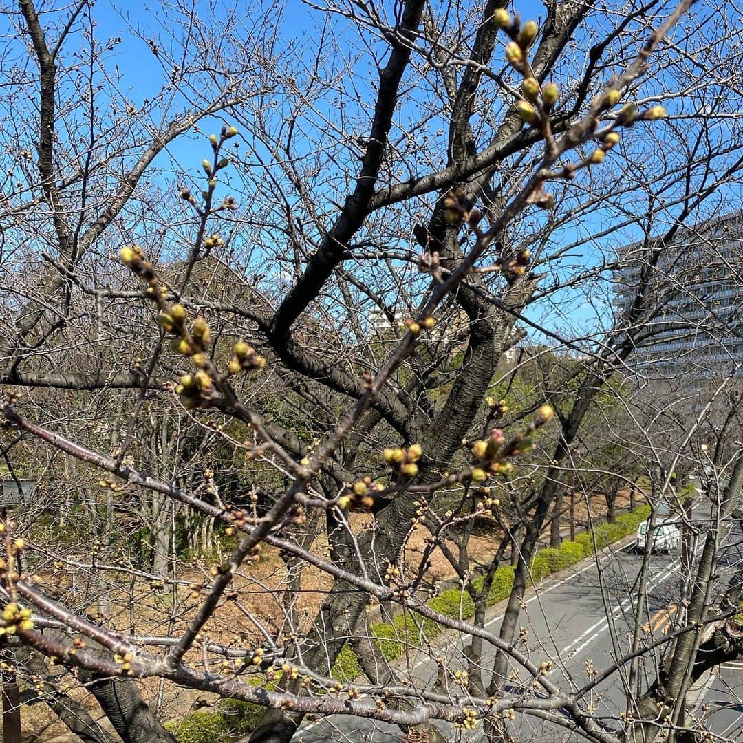 金巻ともこさんのインスタグラム写真 - (金巻ともこInstagram)「はちきれそうな桜とこどもでいっぱいの晴れた公園。良き1日でありますように。」3月11日 18時26分 - tomotomoco