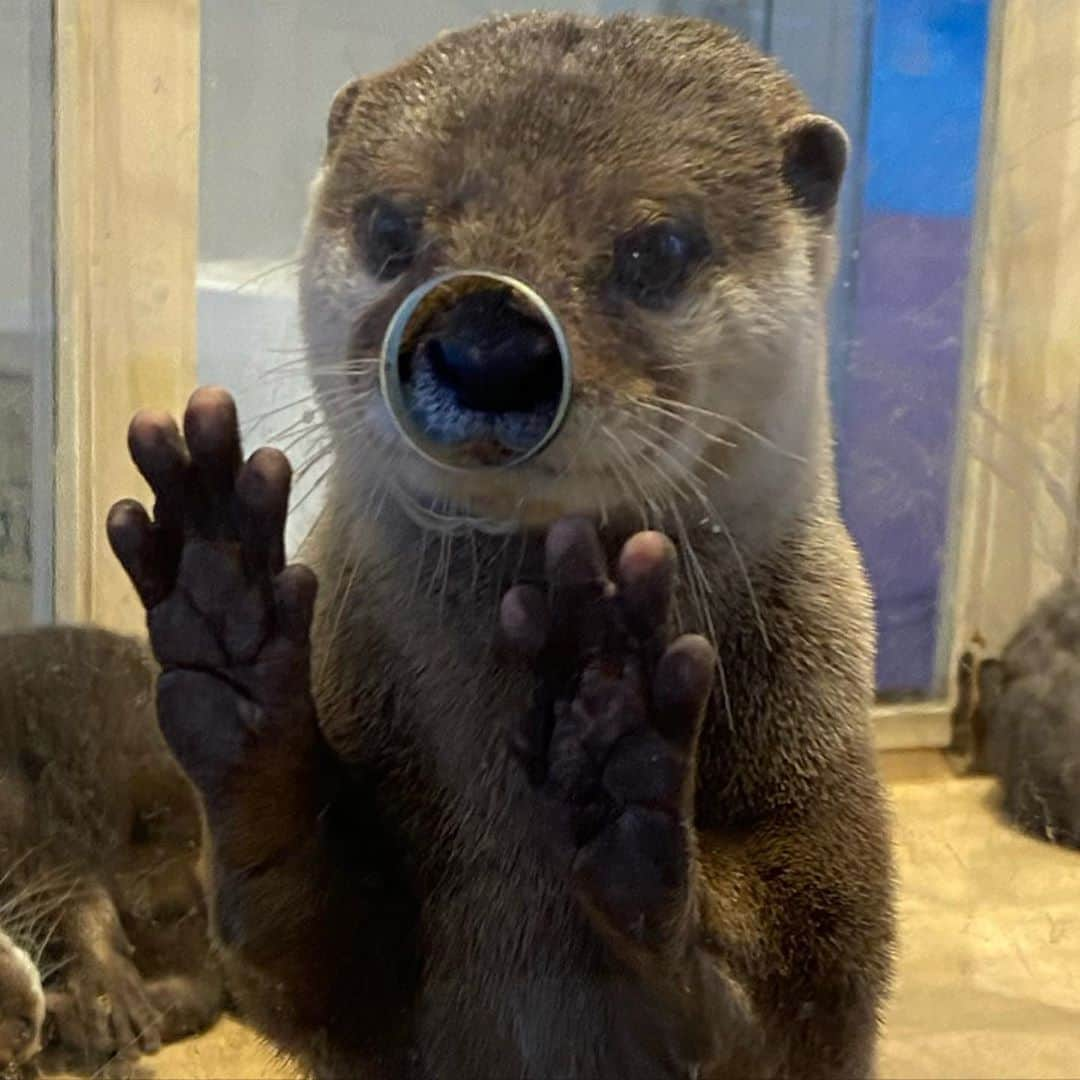 シイナナルミさんのインスタグラム写真 - (シイナナルミInstagram)「♡﻿ *﻿ *﻿ ﻿ ﻿ 🦔💕💕﻿ ﻿ ﻿ こないだはゆりんごとサーモンからの﻿ チンチラカフェいってきた🍫🤎﻿ ﻿ 場面で入ったけど﻿ めちゃ楽しかったまた行きたい🐇﻿ ﻿ なんかこの日髪型似てる🙆🏼﻿ 美容院同じだからかな笑﻿ ﻿ 今週もまた会う仲良し🍏﻿ ﻿ ﻿ ﻿ ﻿ 本当に何回見てもカワウソ顔怖い﻿ ﻿ ﻿ ﻿ *﻿ ﻿ #ゆりんご #チンチラカフェ #チンチラ #ハリネズミ #ハリネズミカフェ #カワウソ #うさぎ #うさぎカフェ #カワウソカフェ #チンチラ好きと繋がりたい #チンチラグラム #カワウソほんまに顔怖い」3月11日 18時27分 - narumin_chan