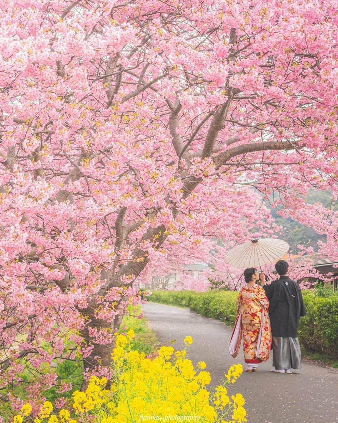 エイチ・アイ・エスさんのインスタグラム写真 - (エイチ・アイ・エスInstagram)「あなたの旅の思い出を大募集✈️ HISでは毎月、皆様のお写真を旅メディア「Like the World」や各SNSで記事にさせていただいております😀 そこで今回は「#LW2月の旅」で投稿いただいた素敵なお写真をご紹介します♪ . . 🚩静岡県「みなみの桜並木」 📸 @fumika714  さん 今年も行きたかったけど 行けなかった静岡の河津桜🌸 （コメント抜粋） . . 今月の旅の思い出は「#LW3月の旅」でお写真募集中 ぜひ、素敵な旅の思い出をお裾分けしてください！ たくさんのお写真お待ちしてます♪ . ―― みんなで作るTravel BOOK ―― 旅好きな人が多い @his_japan のフォロワーの皆さんの情報を共有したい！ 1か国をピックアップして、 その国のトラベル情報やみんなのおすすめスポットをご紹介します♪ ▼次回ご紹介する旅先 イギリスのお写真→#his_uk 集まったトラベル情報はHISの各メディアやSNSでご紹介いたします😃 . . #みなみの桜並木 #伊豆旅行 #桜 #日本の景色 #旅好きな人と繋がりたい #写真好きな人と繋がりたい #ファインダー越しの私の世界 #誰かに見せたい風景 #絶景 #旅行 #世界遺産 #死ぬまでに行きたい世界の絶景 #travel #traveling #vacation #visiting #instatravel #tourist #instapassport #instatraveling #travelgram #lovetravel #traveljapan #bestjapanpics #lovers_nippon #photo_jpn #japan」3月11日 18時30分 - his_japan