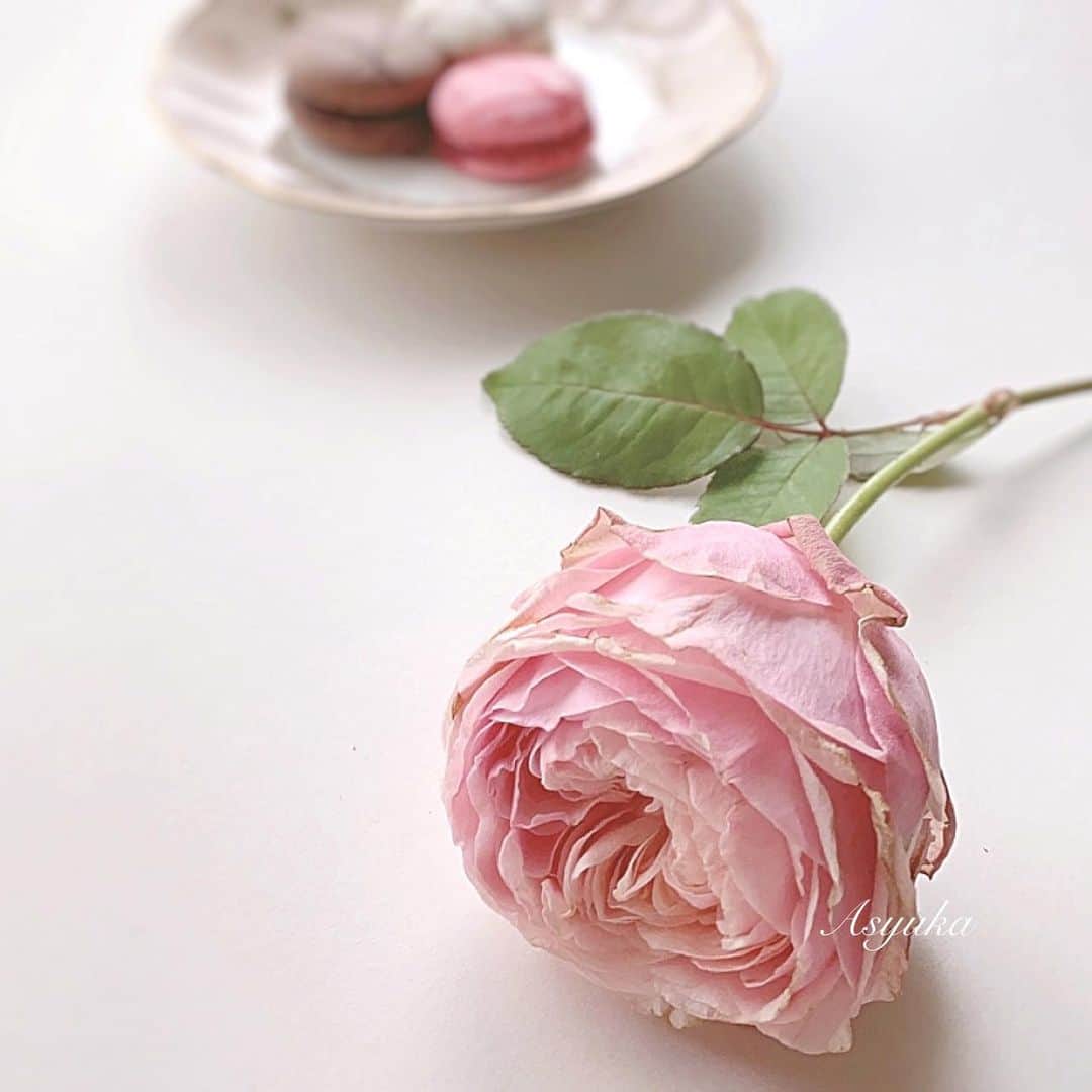 Yuka Kaedeさんのインスタグラム写真 - (Yuka KaedeInstagram)「…♡ * #loverose#roselover」3月11日 19時20分 - _asyuka_