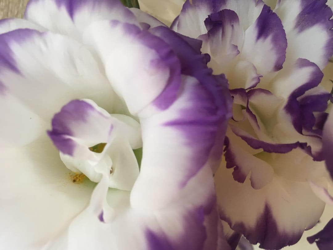 南早苗のインスタグラム：「「希望」  #トルコキキョウ　#花言葉　#いのちの日」