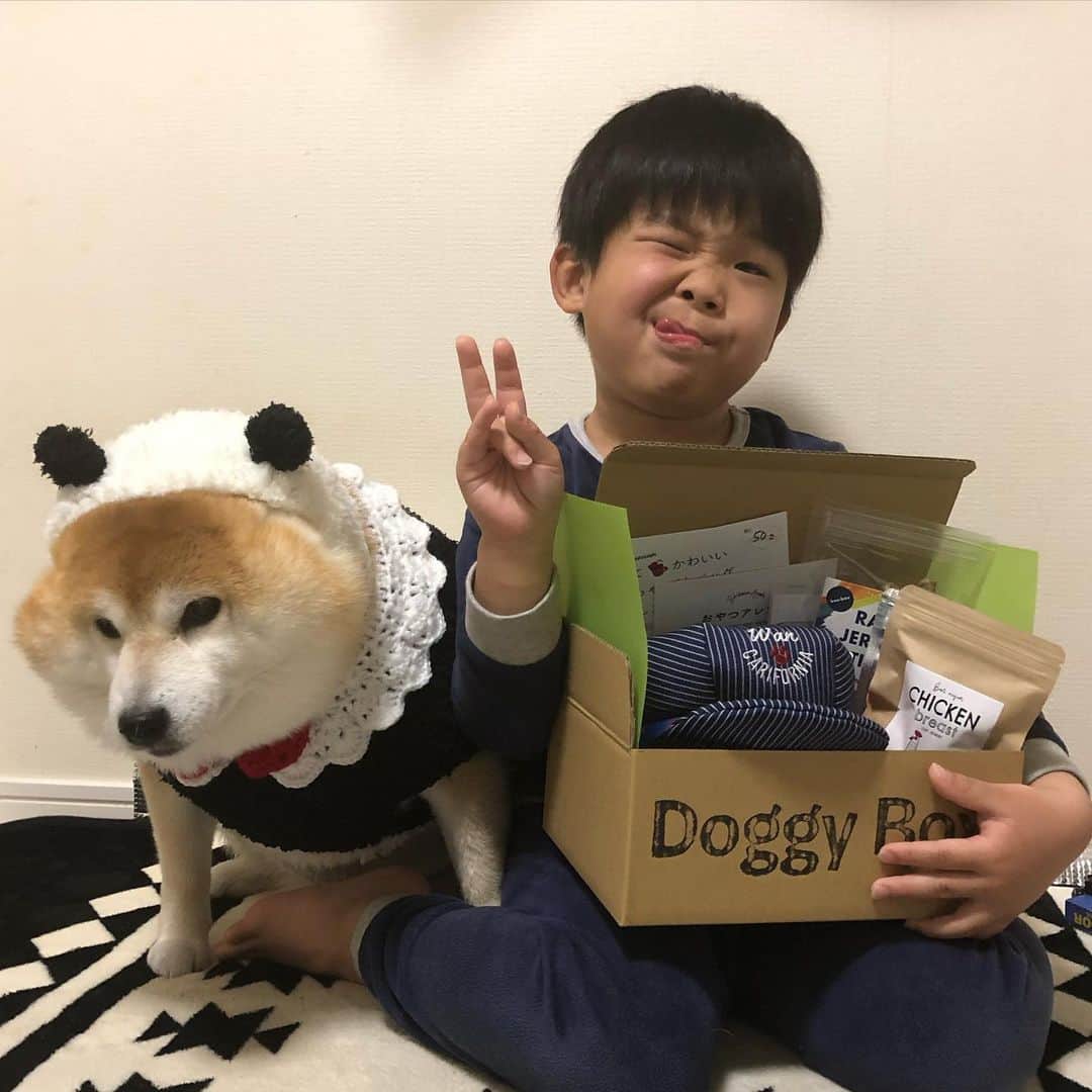 いなりさんのインスタグラム写真 - (いなりInstagram)「@doggybox_jp さんの3月 #ドギーボックス 届きました♡ 久しぶりにライくんが『一緒に写りた〜い』と志願してくれました!! ✩.*˚ 帽子のおもちゃのプープー音が嬉しくてライくんと少しだけ遊んであげたよ♡ ✩.*˚ パンダに変身してくれたお礼におやつのササミを喜んで食べていました！ ✩.*˚ #頑張れいなちゃん #笑っていなちゃん #ライくんポーズ #doggybox #ドギーボックス #ドギボ #犬界の玉手箱やぁ  #柴 #しば #しばいぬ #日本犬 #いぬバカ部 #柴犬ライフ #サンデイ #犬 #pecoいぬ部 #shiba #shibainu  #shibadog  #shibarbucks #shibastagram #japanesedog #shibainulife」3月11日 21時46分 - shibainuinari