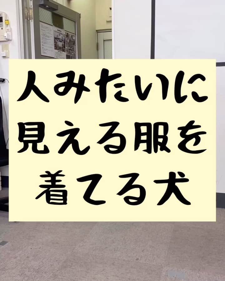 たいゆうきのインスタグラム：「タイの 動物あるあるモノマネ 「人みたいに見える服を着てる犬」  #タイ動物 #動物 #あるある #ものまね  #もふもふ  #犬 #dog #家 #部屋  #服 #ファッション」