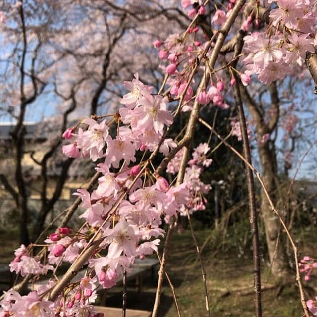 糖質制限ドットコムさんのインスタグラム写真 - (糖質制限ドットコムInstagram)「会社の近くの桜  見上げると桜の天井みたいに見えます。  #桜守 #枝垂桜」3月11日 22時27分 - toushitsu_s