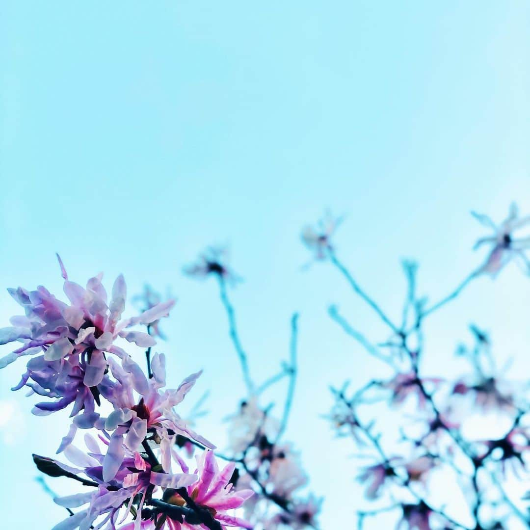 わっち☆ wacchiのインスタグラム：「*3.11  #ザ花部  #シデコブシ #starmagnolia  #花 #flower #ピンク #pink #空 #sky #青 #blue #iphonex #iphoneonly #iPhonegraphy #igers #igersjp #instagramjapan #mwjp #WEBSTAPICK #VSCOcam #vsco #vscogood_ #vscogoodshot #hueart_life #shootermag #shootermag_japan #ig_photooftheday #reco_ig #indies_gram」