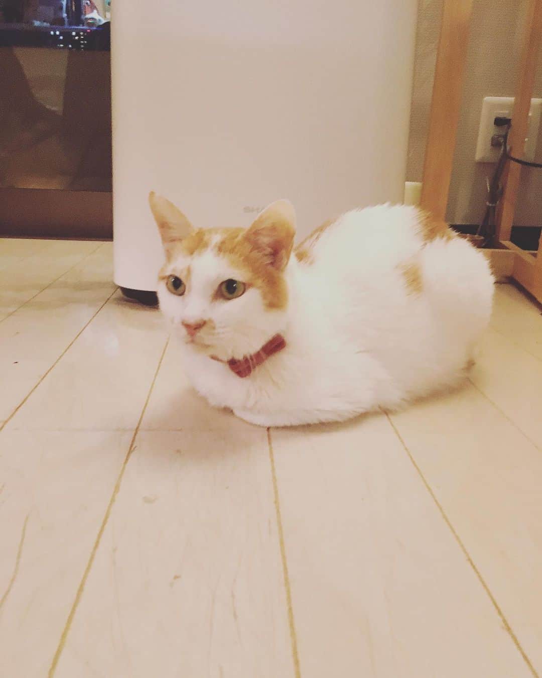 のインスタグラム：「みなさーん、猫沢組のライブ動画お楽しみ頂けましたか〜？ ワタシは、スーあぶちゃんたちと仲良く、穏やかに暮らしています。  お屋根のあるところで、あったかくて寂しくなくて、おなかも空いてない。ふつうのことかもしれませんが、ワタシには毎日がとくべつで、とびきりしあわせです。生きてるって、それだけでとても素晴らしいことだから。  病気もがんばって少しずつ治していきますので、これからも温かくお見守りくださいね。  イオでした♡  #猫沢イオ　#猫沢組　#イオちゃんが丸い😭✨　#ストーリーズにUPしてます」
