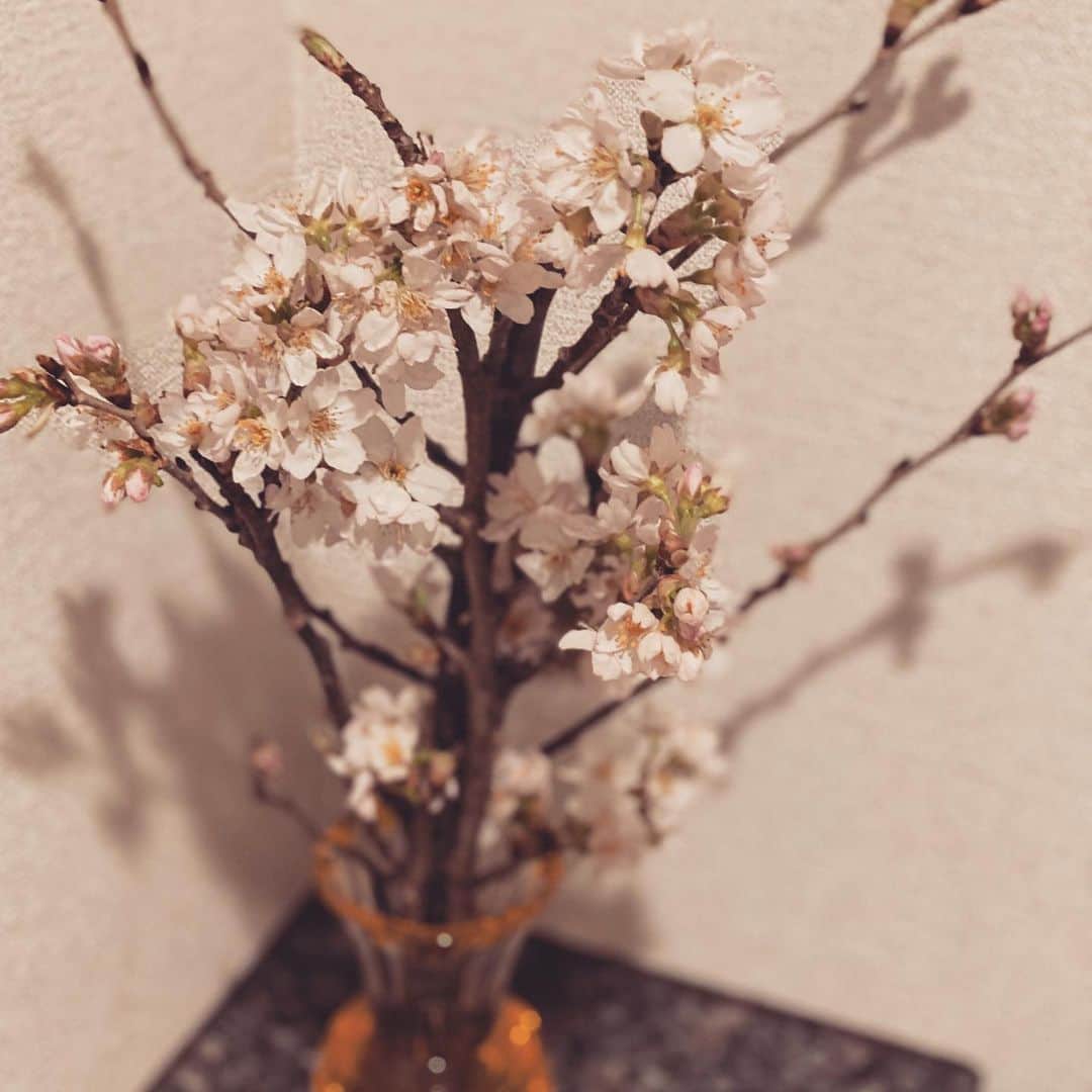 濱口優さんのインスタグラム写真 - (濱口優Instagram)「#桜 #我が家も春らしく」3月12日 0時39分 - hamaguchi_masaru