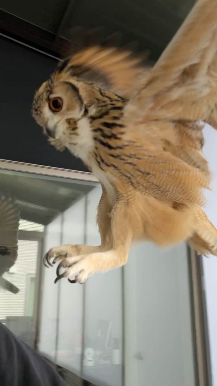 GEN3 Owlのインスタグラム