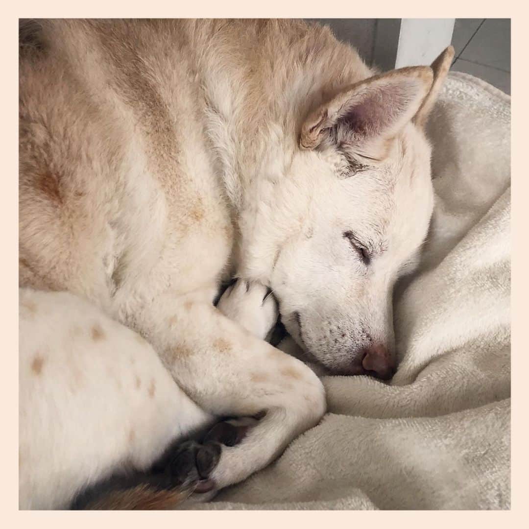 パンといっぴきのインスタグラム：「#雑種犬 #元保護犬 #眠る犬 #crossbreed #mixdog #sleepingdog」