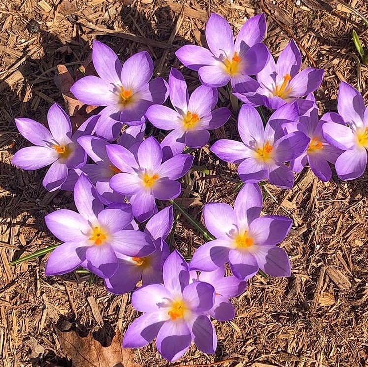 マーサ・スチュワートさんのインスタグラム写真 - (マーサ・スチュワートInstagram)「Head gardener @ryanmccallister1 is seeing signs of spring at @marthastewart48’s garden: “Crocus, in shades of purple, blue, yellow and white, are always one of the first flowers to make their appearance at the farm each spring. The grow from corms below the ground, and once planted they spread and naturalize around the property year after year.” Swipe the gallery to get a better look at these beauties. 👆🏼」3月12日 6時55分 - marthastewart