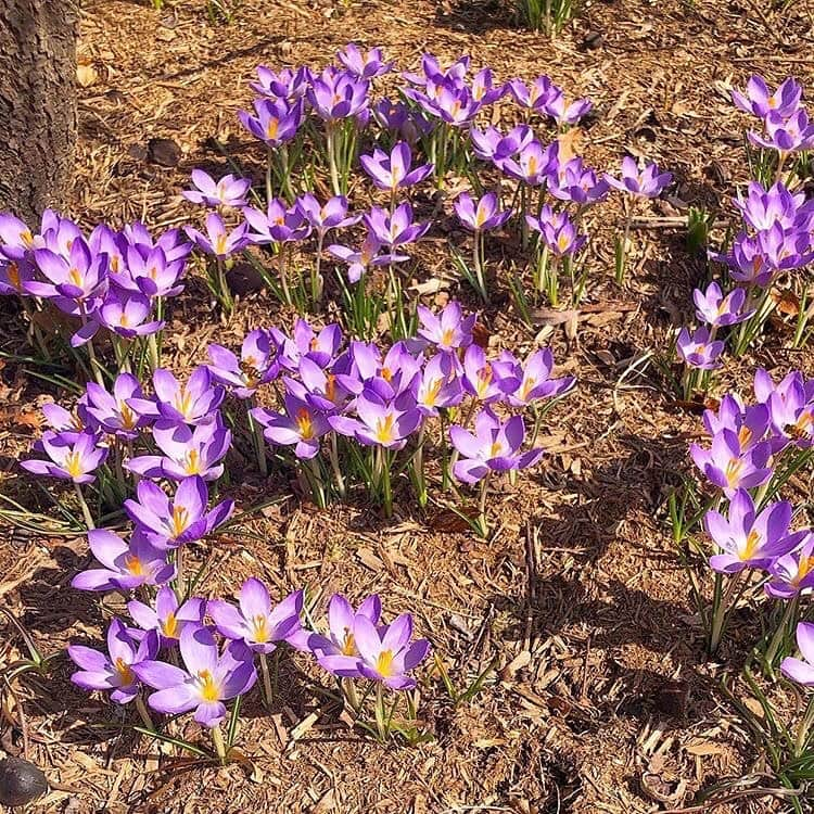 マーサ・スチュワートさんのインスタグラム写真 - (マーサ・スチュワートInstagram)「Head gardener @ryanmccallister1 is seeing signs of spring at @marthastewart48’s garden: “Crocus, in shades of purple, blue, yellow and white, are always one of the first flowers to make their appearance at the farm each spring. The grow from corms below the ground, and once planted they spread and naturalize around the property year after year.” Swipe the gallery to get a better look at these beauties. 👆🏼」3月12日 6時55分 - marthastewart