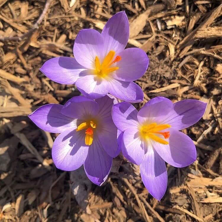 マーサ・スチュワートさんのインスタグラム写真 - (マーサ・スチュワートInstagram)「Head gardener @ryanmccallister1 is seeing signs of spring at @marthastewart48’s garden: “Crocus, in shades of purple, blue, yellow and white, are always one of the first flowers to make their appearance at the farm each spring. The grow from corms below the ground, and once planted they spread and naturalize around the property year after year.” Swipe the gallery to get a better look at these beauties. 👆🏼」3月12日 6時55分 - marthastewart