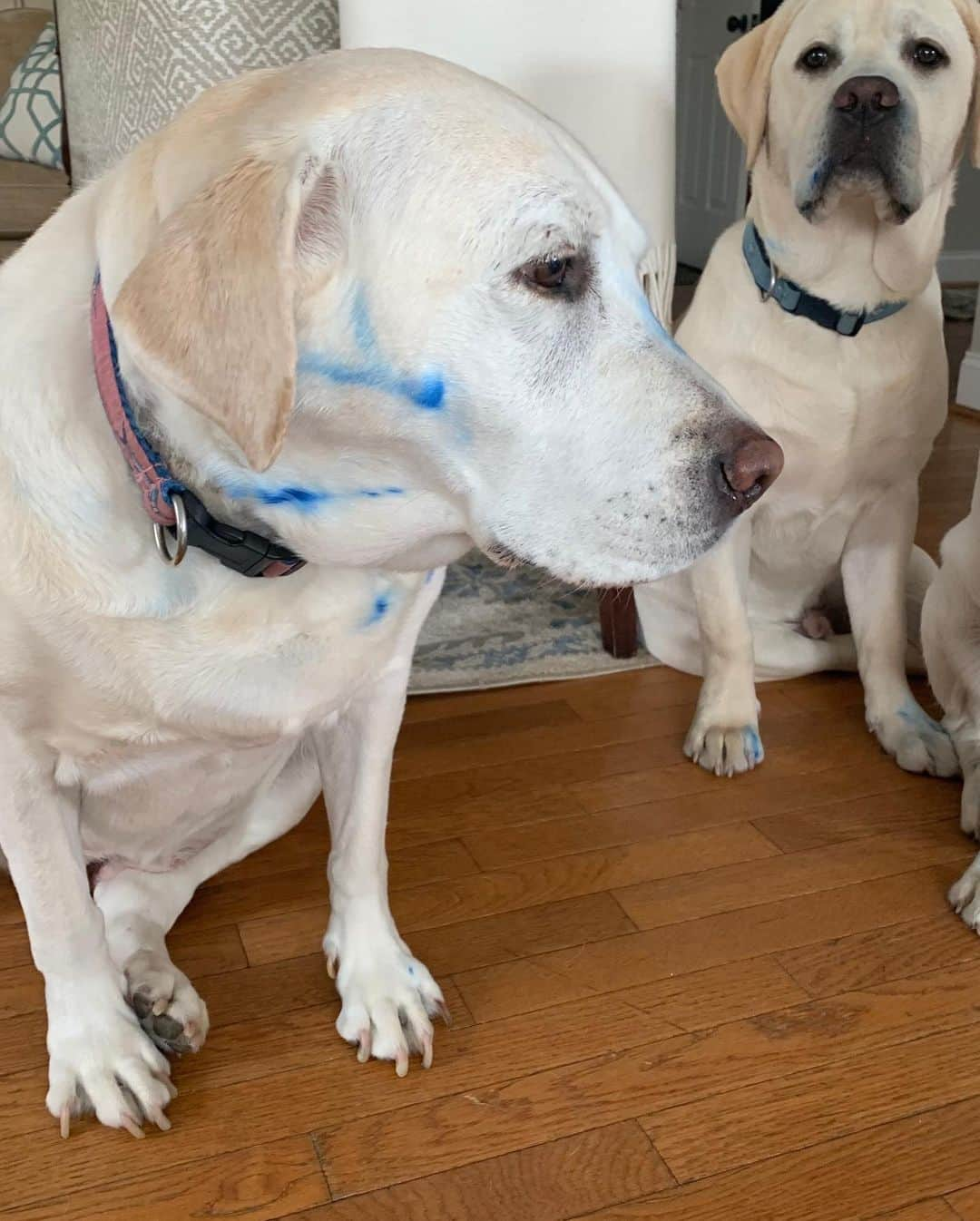 Huckさんのインスタグラム写真 - (HuckInstagram)「The faces of being caught in the act with a blue marker 😳🐾 . . . . . . .  #guiltydogs #talesofalab #talesofalabpuppy #labphotooftheday #yellowlabsofinstagram #thelablove_feature #fab_labs_ #labradorretriever #yellowlab #labrador_class #talesofalabpuppy #worldofmylab #puppiesofinstagram #retrieversofinstagram #naughtydog #doubletrouble #penn #george #gibbes」3月12日 1時49分 - yellow_lab_named_huck