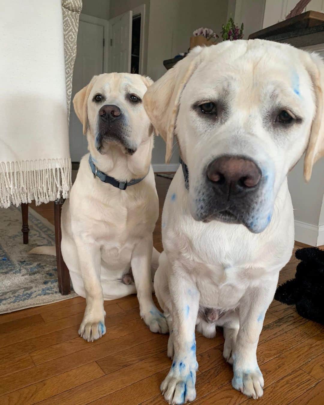 Huckのインスタグラム：「The faces of being caught in the act with a blue marker 😳🐾 . . . . . . .  #guiltydogs #talesofalab #talesofalabpuppy #labphotooftheday #yellowlabsofinstagram #thelablove_feature #fab_labs_ #labradorretriever #yellowlab #labrador_class #talesofalabpuppy #worldofmylab #puppiesofinstagram #retrieversofinstagram #naughtydog #doubletrouble #penn #george #gibbes」