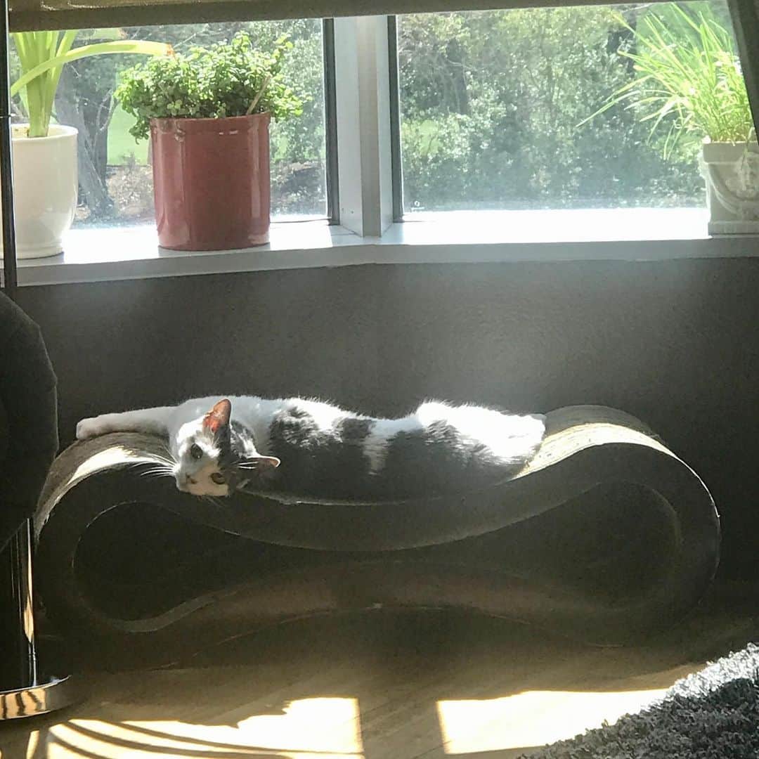 メリッサ・アンダーソンのインスタグラム：「The good life! #catsofinstagram #sun #kittygrass」