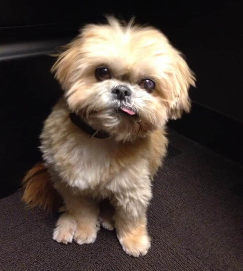 Marnie The Dogのインスタグラム：「7 years ago today」