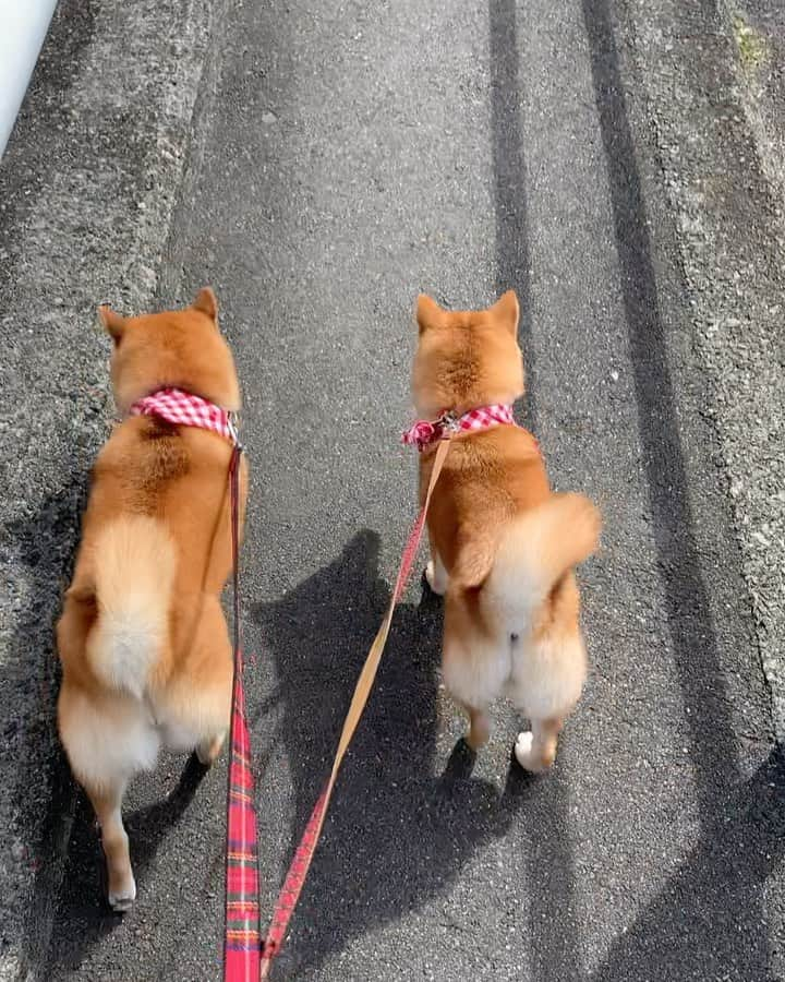 豆柴 サニーちゃんのインスタグラム