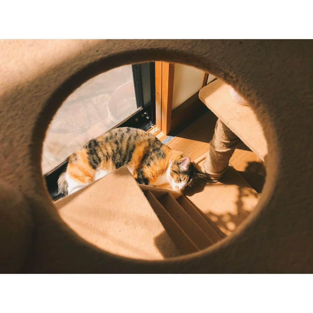 蓮沼千紘さんのインスタグラム写真 - (蓮沼千紘Instagram)「猫はどんな時も猫  春ちゃん #ぬこ」3月12日 15時04分 - knitchihiro