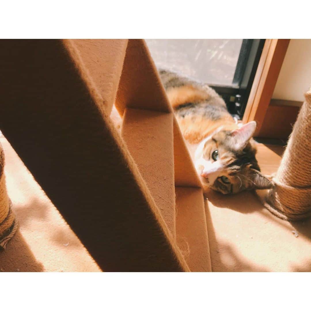 蓮沼千紘さんのインスタグラム写真 - (蓮沼千紘Instagram)「在宅猫 「私は働きませんよ」  春ちゃん  #ぬこ」3月12日 15時05分 - knitchihiro