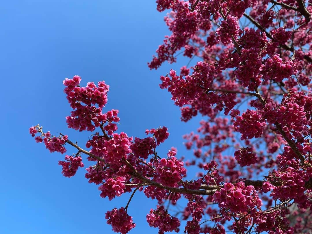 美夢ひまりさんのインスタグラム写真 - (美夢ひまりInstagram)「#寒緋桜﻿ 空と花の色の対比がとても綺麗🌸﻿ ﻿ お天気が良いので公園へ。﻿ 日に日に行き場を失った子どもたちで溢れてる…😂﻿ ﻿」3月12日 15時26分 - himari_miyume