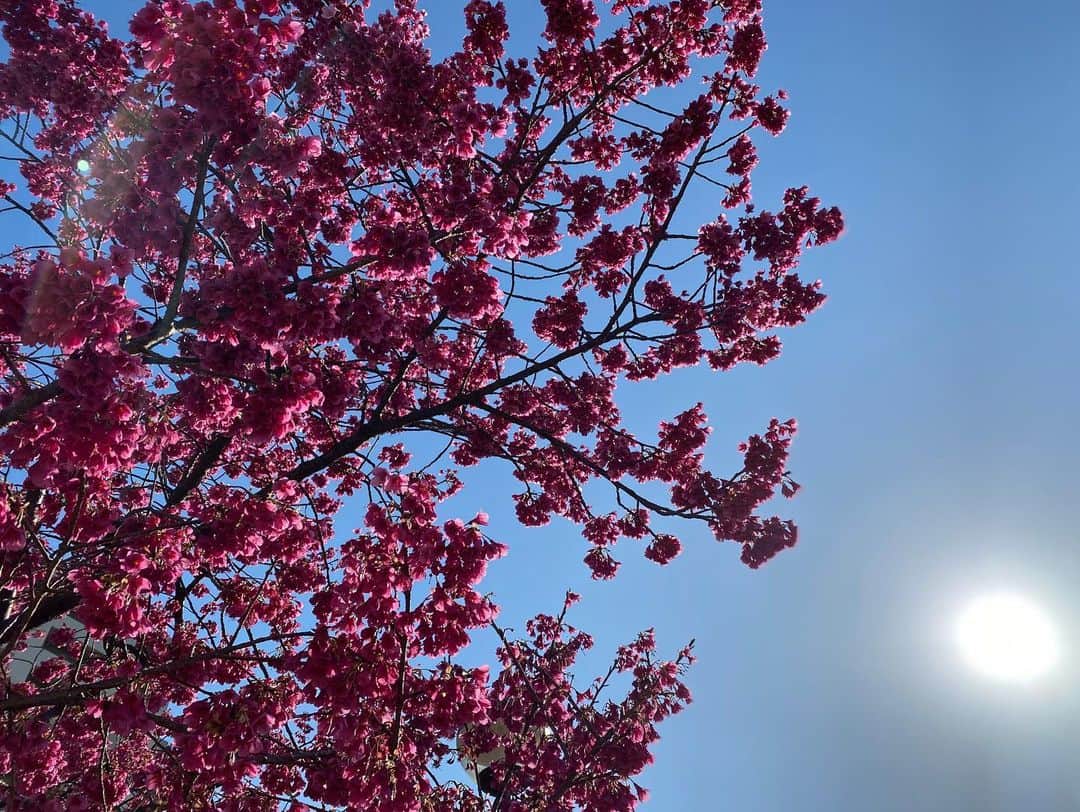 美夢ひまりさんのインスタグラム写真 - (美夢ひまりInstagram)「#寒緋桜﻿ 空と花の色の対比がとても綺麗🌸﻿ ﻿ お天気が良いので公園へ。﻿ 日に日に行き場を失った子どもたちで溢れてる…😂﻿ ﻿」3月12日 15時26分 - himari_miyume