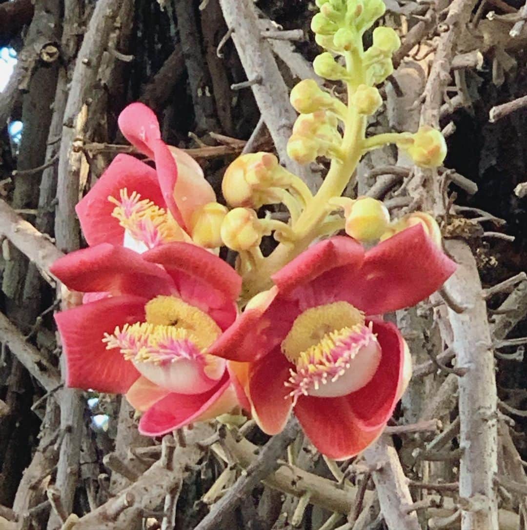 大桃美代子さんのインスタグラム写真 - (大桃美代子Instagram)「沙羅双樹の花を初めて見ました。  お釈迦さまが入滅した時に側にあった木が沙羅双樹と言われています。  デカイ木だけどね。。。😇 南国の鮮やかな花の香りは甘くヒヤシンスのような香り。  この花の香水有れば欲しいな。  好きな人に刺さる写真です。😀 #カンボジア#王宮#沙羅双樹##FAMTrip#プノンペン#アジア旅#旅好きな人と繋がりたい #funtotrip#植物図鑑#亜熱帯#亜熱帯植物 #Cambodia#royalpalace #kingdom #KingdomofWonderFeeltheWarmth#一歩先を歩く」3月12日 15時31分 - miyoko_omomo