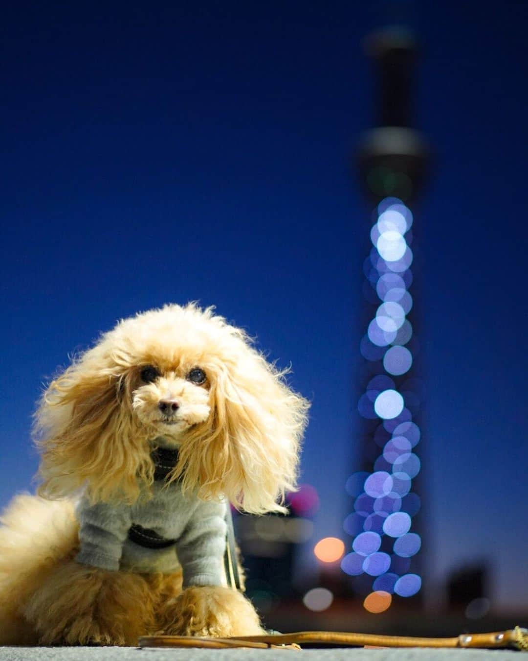 Toypoodle Mikuru?Asakusa Tokyoのインスタグラム：「20200312 Thursday. Good morning! Friends ✨ AM5:10 夜景ではなく朝景です😅 みきゅるんの あさんぽは午前５時に出発😆 まだ真っ暗なんですよ🤣 . ここ最近スカイツリーもライトついております。 ので、ちょっとZeiss55ミリちゃん試し撮り📸 スカイツリーのライトの玉ボケもキレイ😍 ですが、スカイツリー下にいくに従って 丸からレモン型のボケになっちゃいます。 全てまん丸に撮るにはどうしたら良いのでしょうか？🥺 詳しい方教えてください🙏🏻 . #tokyoskytree #ツァイス写真部 #玉ボケ ならぬレモンボケ」