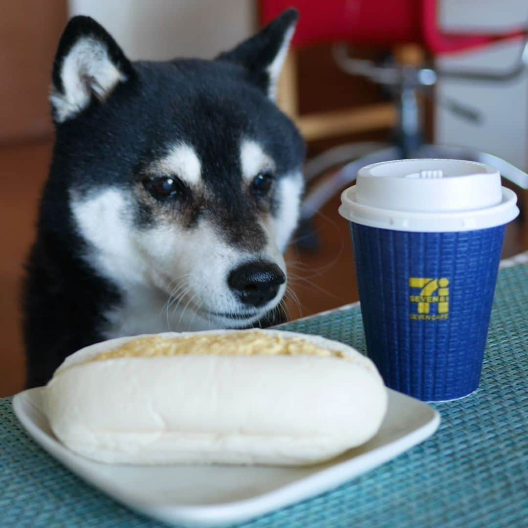 くろさんのインスタグラム写真 - (くろInstagram)「朝ごパン🥖☕️ #青の贅沢 #高級キリマンジャロブレンド #セブンカフェ #ふんわりコッペのたまごサラダ #セブンイレブンいい気分 #セブンイレブン #豆も気になるぅ #黒柴 #柴犬 #柴犬 #柴犬と一緒 #柴犬のいる暮らし #柴犬のいる生活 #わんこと一緒 #わんこのいる暮らし #わんこのいる生活 #本日は在宅勤務 #在宅勤務 #テレワーク #コロナ対策」3月12日 7時41分 - m6bmw