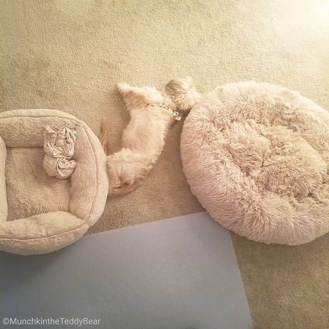 Original Teddy Bear Dogさんのインスタグラム写真 - (Original Teddy Bear DogInstagram)「I couldn't decide which bed to nap in so 😂😴🛌🐶」3月12日 8時14分 - munchkintheteddybear