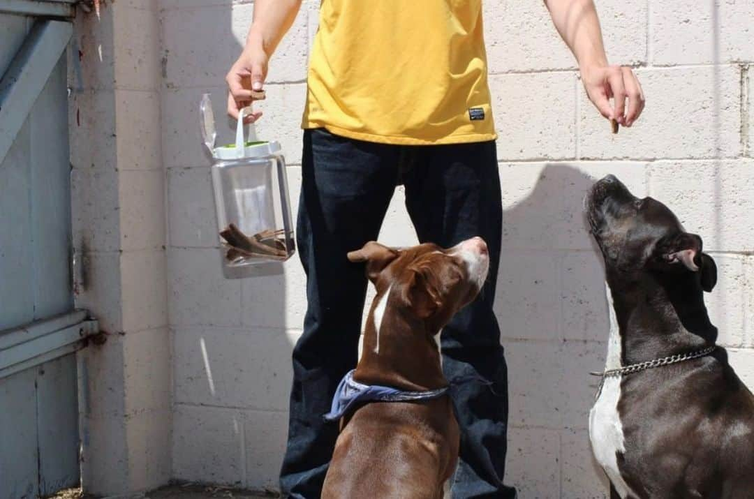 Lustrowareのインスタグラム：「Keep all your treats for your pet fresh and safe in these elegant treat canisters! 🐾 The container is made out of BPA-free plastic and comes with an airtight seal so treats will stay fresh and pest-free for a long time. 🙌 -- #dryfoodcontainer #foodstorage #homestorage #kitchenstorage #clearcontainers #lustroware #petfoodstorage #pettreatcontainer」