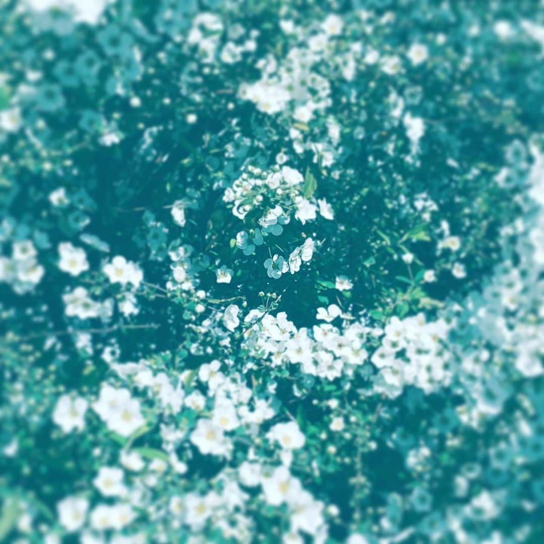 中野敬久さんのインスタグラム写真 - (中野敬久Instagram)「#blossom #flowers #flowersoflife #hope #no #pandemic」3月12日 9時20分 - hirohisanakano