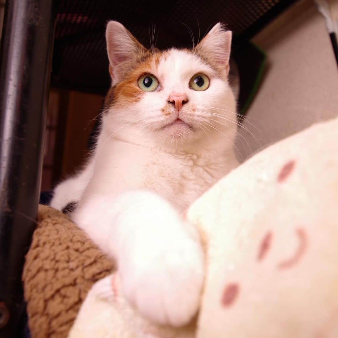 Kachimo Yoshimatsuさんのインスタグラム写真 - (Kachimo YoshimatsuInstagram)「キリリっ #うちの猫ら #mikeko #猫 #ねこ #cat #ネコ #catstagram #ネコ部 http://kachimo.exblog.jp」3月12日 9時55分 - kachimo