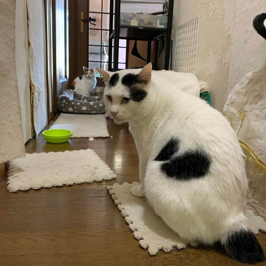 Kachimo Yoshimatsuさんのインスタグラム写真 - (Kachimo YoshimatsuInstagram)「今朝のお見送り。 今日は出がけにカリカリくんなかった。 #うちの猫ら #nanakuro #mikeko #猫 #ねこ #cat #ネコ #catstagram #ネコ部 http://kachimo.exblog.jp」3月12日 9時48分 - kachimo