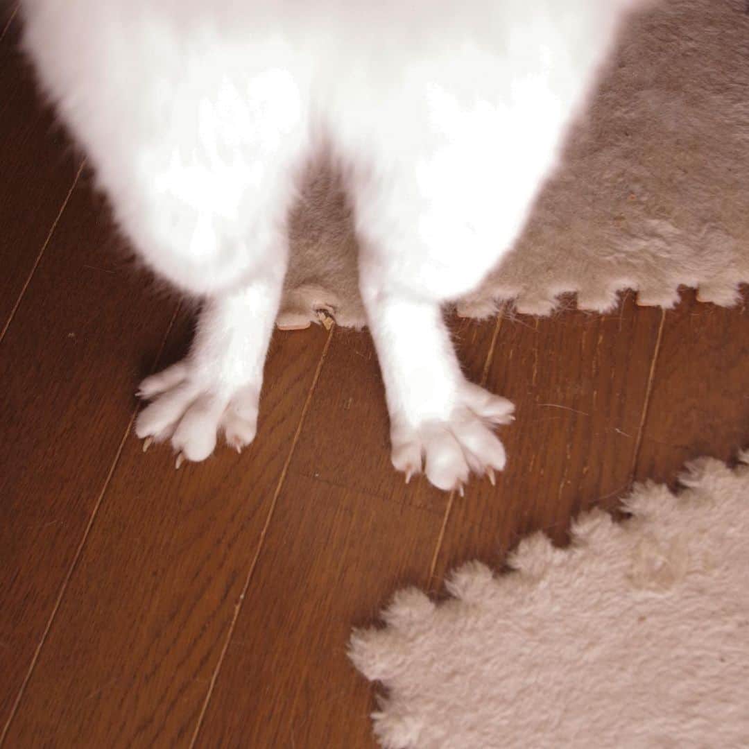 Kachimo Yoshimatsuさんのインスタグラム写真 - (Kachimo YoshimatsuInstagram)「おはようナナクロ！Good Morning Nanakuro!  ナナクロのトリ足　Nanakuro’s Chicken Feet #うちの猫ら #ヨウカンさん似　#トリ足　#chickenfeet #nanakuro #猫 #ねこ #cat #ネコ #catstagram #ネコ部 http://kachimo.exblog.jp」3月12日 9時58分 - kachimo