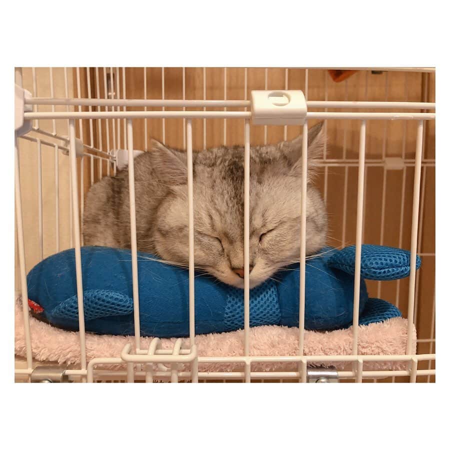 山谷花純さんのインスタグラム写真 - (山谷花純Instagram)「再手術後のねずみさんを枕にしました。  #ミヌエット #猫がいる生活 #まるとの生活 #にゃんすたぐらむ」3月12日 10時21分 - kasuminwoooow
