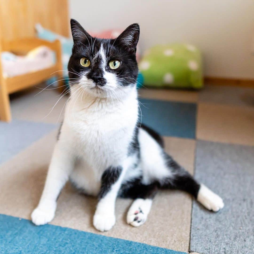 マアルのインスタグラム：「銀さん #🐈 #北海道 #旭川市 #ペットホテル」