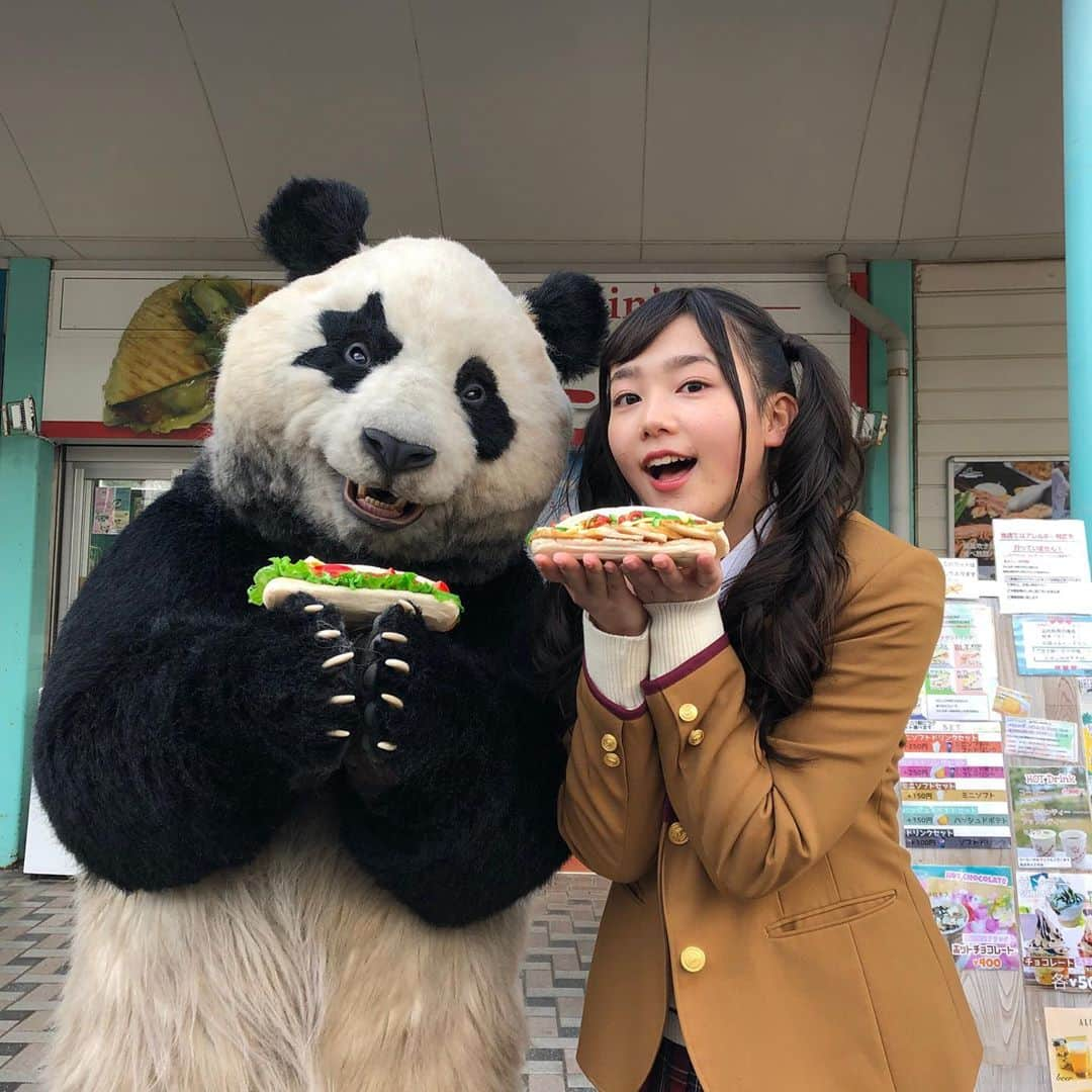 星星（セイセイ）さんのインスタグラム写真 - (星星（セイセイ）Instagram)「🥪 . きょうの #ベラベラENGLISH は… 🌟To go, please! 🌟持ち帰りで！ . #星星 #パンダ #panda #pandagram #パンダ好きな人と繋がりたい #レイア #相方 #ZIP!」3月12日 16時20分 - seisei_panda