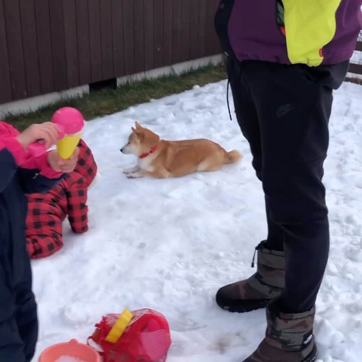 Moguのインスタグラム：「. 雪の上でももぐめがけてまっしぐらな子分なの。 . @the_shiba_mogu  #柴犬 #shibainu #shiba#赤柴 #redshiba#犬 #dog#しばいぬ#nannydog#犬と子供#子供と犬#柴犬と子供#柴#赤ちゃんと犬#犬と赤ちゃん#柴犬と赤ちゃん#赤ちゃんと柴犬#柴犬のいる暮らし#子守犬」